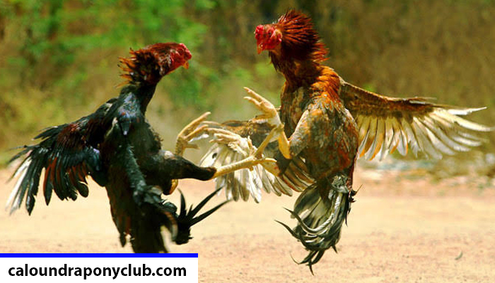 Trik Menang Judi Sabung Ayam Online